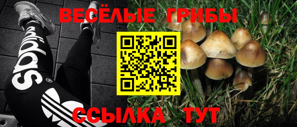 Псилоцибиновые грибы Psilocybe Губкин